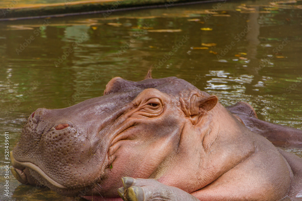 Hippopotamus. The hippopotamus is a large, omnivorous mammal of the