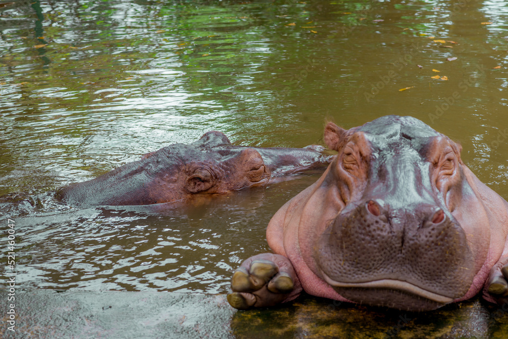 Hippopotamus. The hippopotamus is a large, omnivorous mammal of the Hippopotamidae family, native to sub-Saharan Africa. Hippopotamus. The hippopotamus is a large, omnivorous mammal of the Hippopotamidae family, native to sub-Saharan Africa.