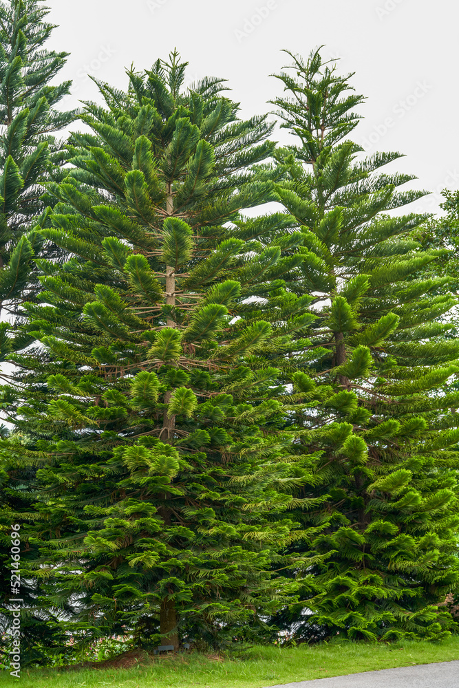 Close-up of a lush pine tree and pine branches and leaves in the park Close-up of a lush pine tree and pine branches and leaves in the park