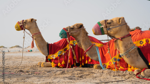 Fotografia Camels with traditional dresses,waiting beside road for tourists for camel ride in Sea line, Qatar