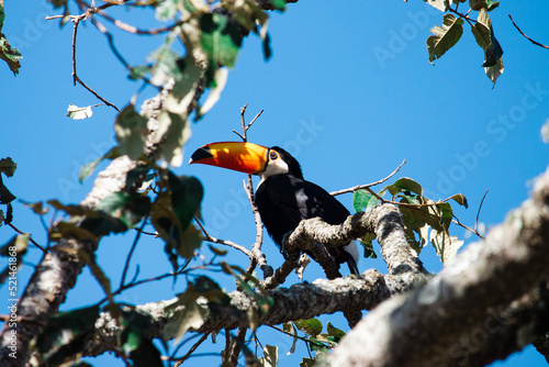 toucan in the tree