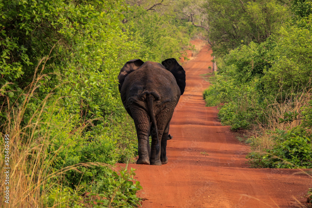 Fototapeta premium Beautiful Wild African Elephants in the Mole National Park, the largest wildlife refuge in Ghana, West Africa