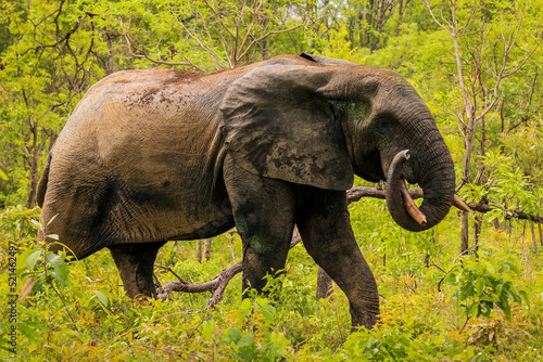 Beautiful Wild African Elephants in the Mole National Park  the largest wildlife refuge in Ghana  West Africa