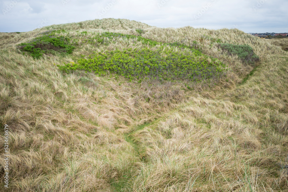 Coastal parabolic dune covered in grasses in North Jutland Coastal parabolic dune covered in grasses in North Jutland