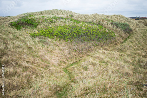 Fotografie, Obraz Coastal parabolic dune covered in grasses in North Jutland