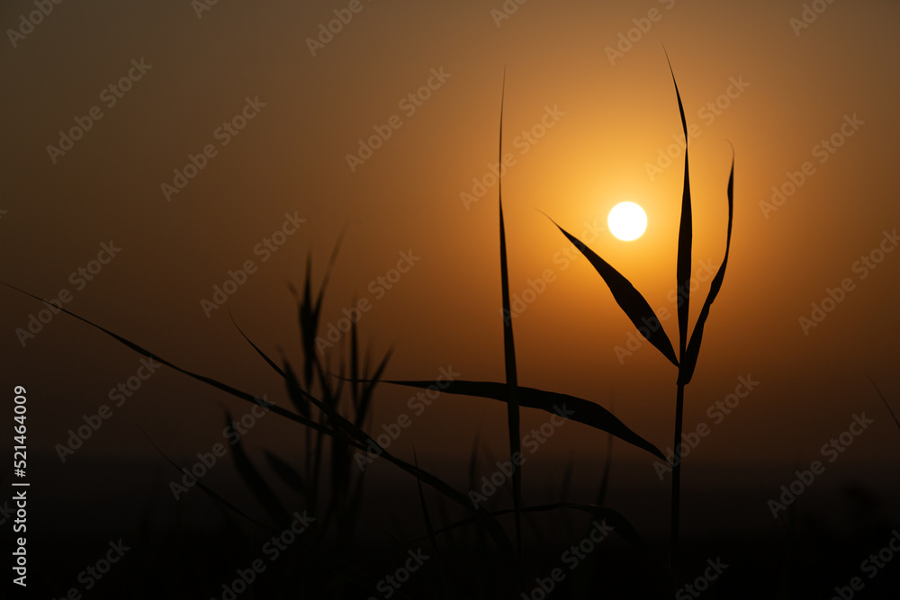 Fototapeta premium Summer abstract nature background. Beautiful wild plants with over sunset sky. Beauty nature background with sun. Silhouettes of wild grass.