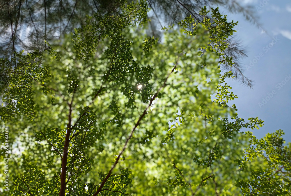 Fototapeta premium green leaves against sky