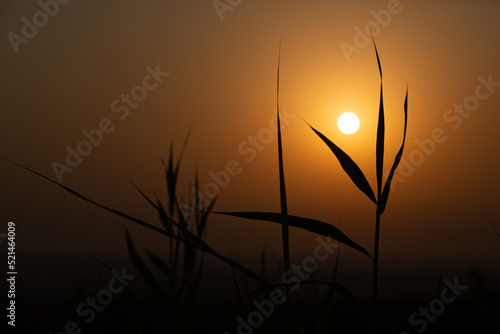 Summer abstract nature background. Beautiful wild plants with over sunset sky. Beauty nature background with sun. Silhouettes of wild grass.