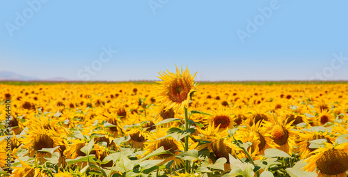 Canvas Print Beautiful summer landscape with field of blooming sunflowers field
