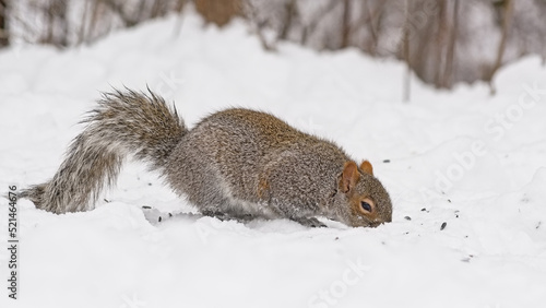 American red squirrel foragig in the snow on a sunny winter day - Tamiasciurus hudsonicus  photo