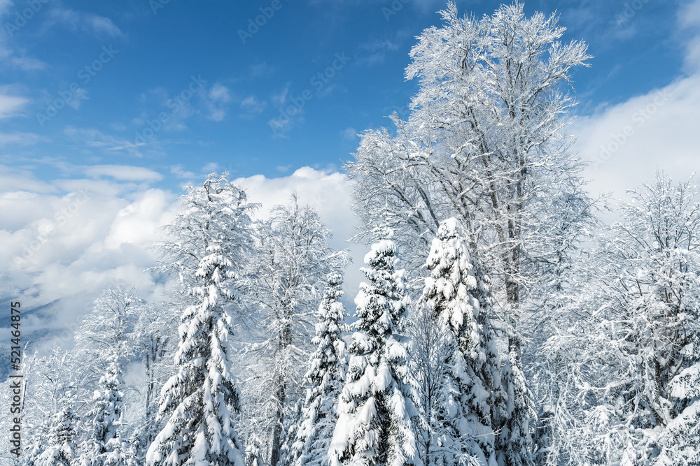 Scenic over cloud view of many trees covered fresh hoar frost snow forest mountain peaks, resort village clear blue sky bright cold sunny winter day. Natural woods cold weather wallpaper background