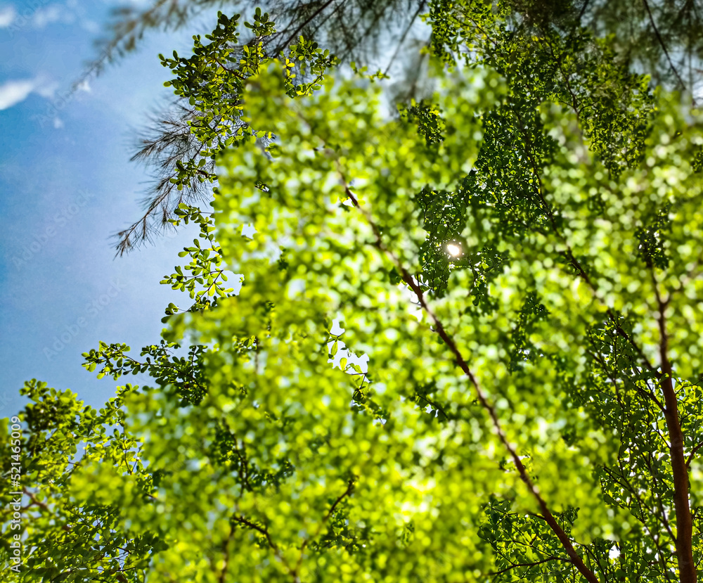 green leaves against the sky green leaves against the sky