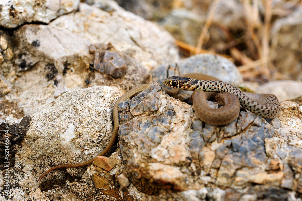 Obraz premium juvenile Balkan whip snake // Jungtier der Balkan-Zornnatter (Hierophis gemonensis) - Peloponnese, Greece