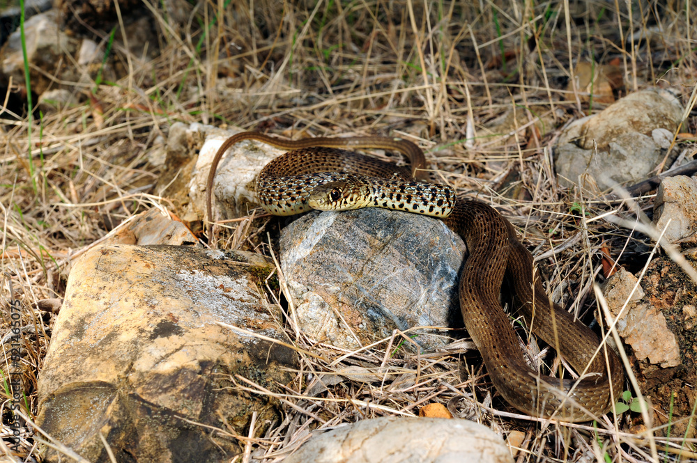 Obraz premium Balkan-Zornnatter // Balkan whip snake (Hierophis gemonensis) - Peloponnes, Griechenland