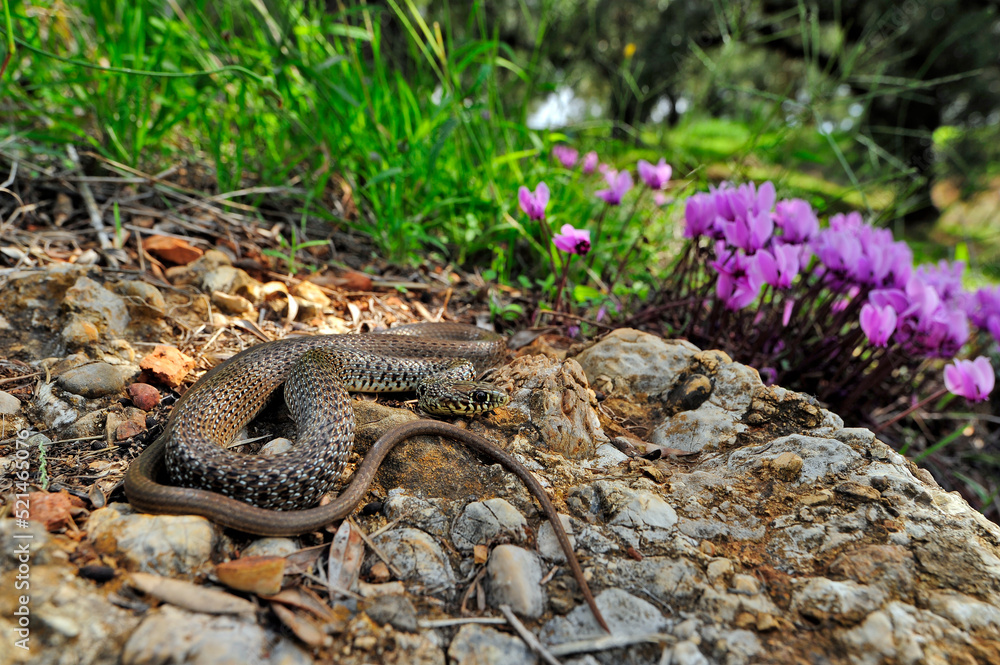 Balkan whip snake // Balkan-Zornnatter (Hierophis gemonensis) - Peloponnese, Greece Balkan whip snake // Balkan-Zornnatter (Hierophis gemonensis) - Peloponnese, Greece