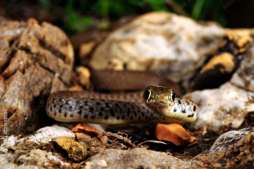 Jungtier der Balkan-Zornnatter // juvenile Balkan whip snake (Hierophis gemonensis) - Peloponnes, Griechenland Jungtier der Balkan-Zornnatter // juvenile Balkan whip snake (Hierophis gemonensis) - Peloponnes, Griechenland