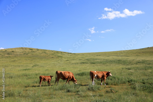 A herd of cattle on the prairie