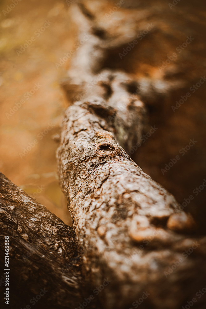 Top view of the twisted thick roots of an old pine tree covered with bark. The nature of the forest. Coniferous trees. Top view of the twisted thick roots of an old pine tree covered with bark. The nature of the forest. Coniferous trees.