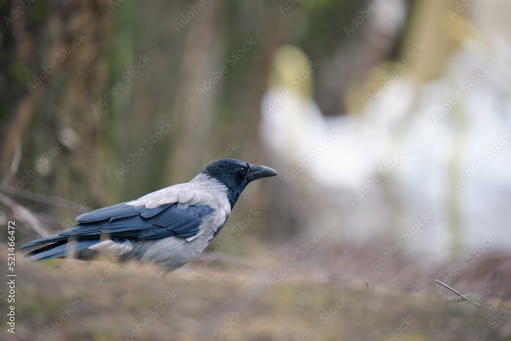 Fototapeta premium Black and white raven crow bird with intelligent eyes and big beak perching on ground on blurred summer background
