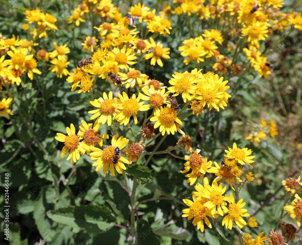 Many yellow flowers of mountain arnica Many yellow flowers of mountain arnica