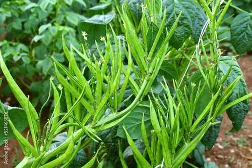  garden fresh indian vegetable green cluster beans or guar beans also known in india as guwar guvar bean guar bean on plant in garden selective focus