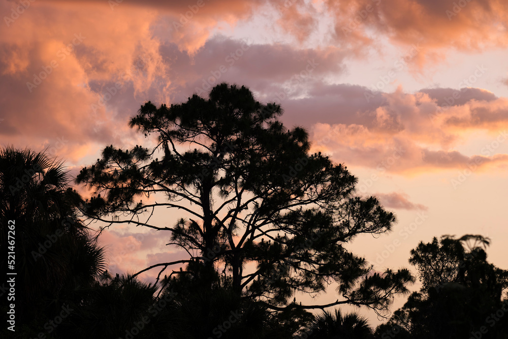 Dark silhouette of big pine tree in tropical forest against dramatic bright cloudy sky at sunset or dawn