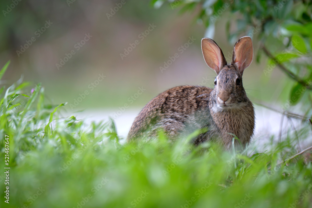 Fototapeta premium Grey small hare eating grass on summer field. Wild rabbit in nature