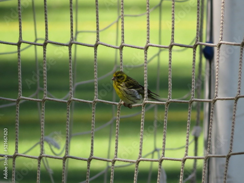 bird on a fence