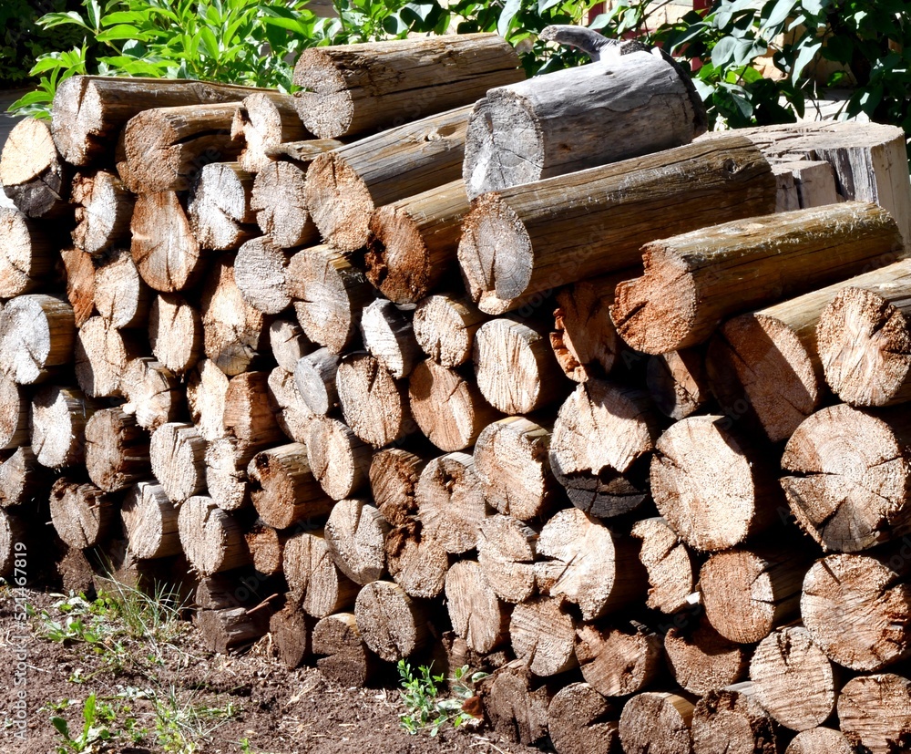 Harvesting firewood for the winter Harvesting firewood for the winter