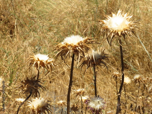 dandelion in the grass