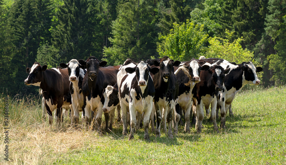 Kleine Gruppe schwarz-weißer Kühe, die nebeneinander auf einer Wiese vor Bäumen stehen und in die Kamera schauen Kleine Gruppe schwarz-weißer Kühe, die nebeneinander auf einer Wiese vor Bäumen stehen und in die Kamera schauen