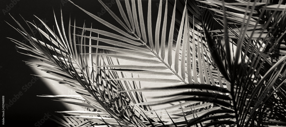 Obraz premium The shadow of the branches of a palm tree on the gray concrete.