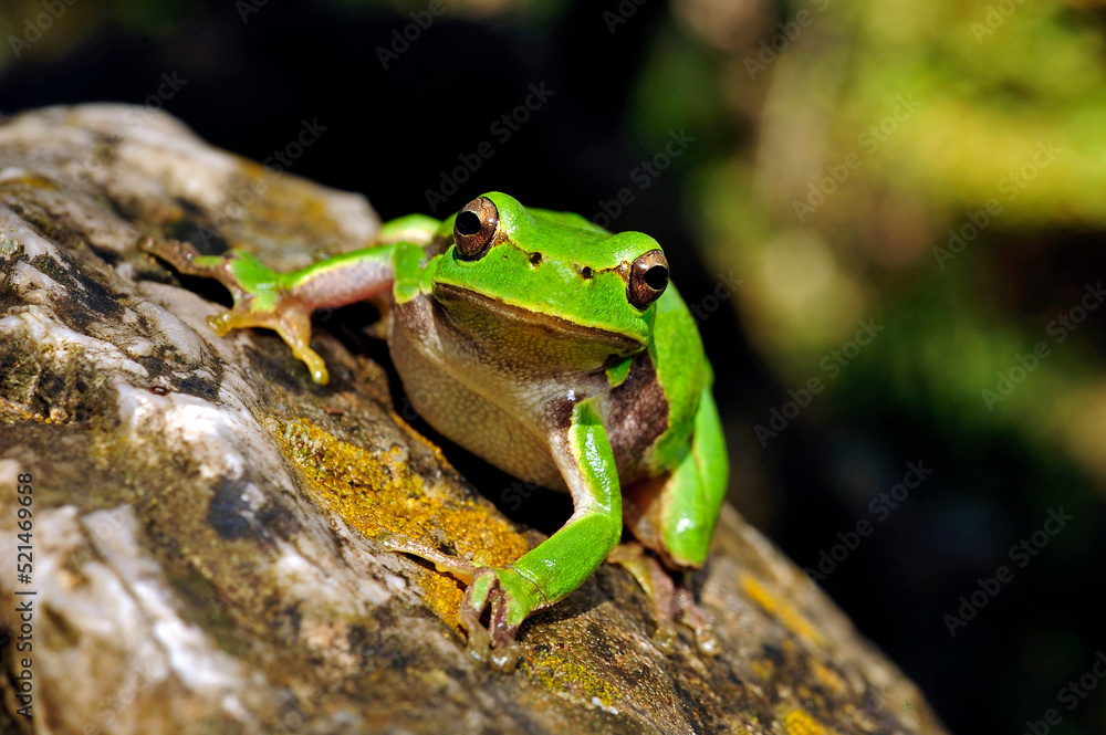 European tree frog // Europäischer Laubfrosch (Hyla arborea) European tree frog // Europäischer Laubfrosch (Hyla arborea)