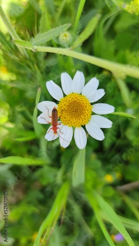 daisy flower