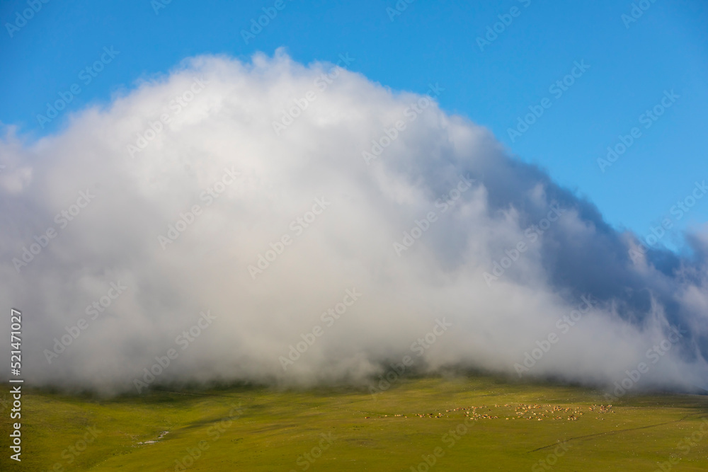 cattle feeding in front of foggy mountains cattle feeding in front of foggy mountains
