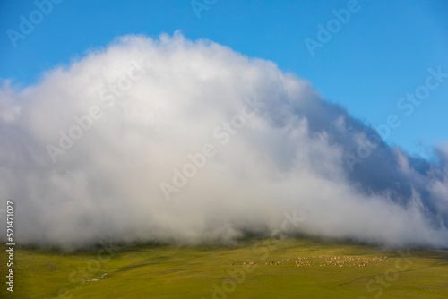 cattle feeding in front of foggy mountains