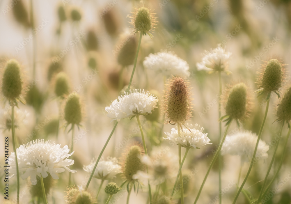 flowers in soft mist