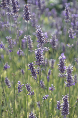 lavender flowers in garden