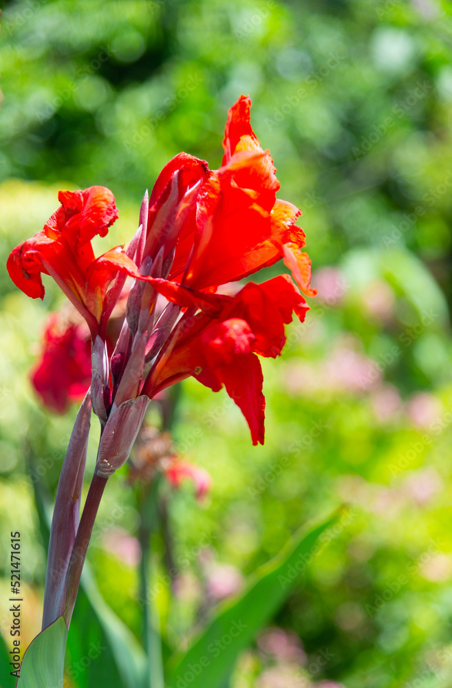 Red Canna indica flower blooming in the garden on a blurry natural background.