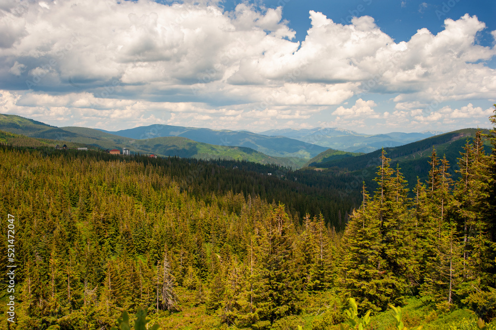 The width of the Dragobrat tract in the Carpathian Mountains is covered with coniferous forests against a blue sky with thick white clouds.