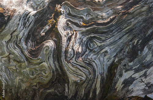 A strange mosaic was created by nature on an old wooden stump of a former hornbeam tree