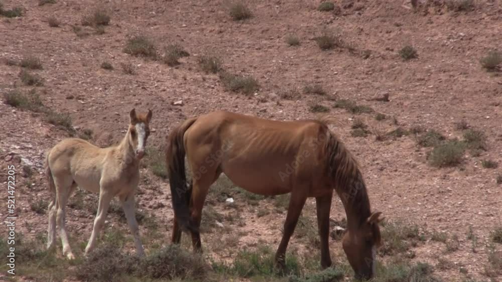 Wild Horse Mare and Foal in the Pryor Mountains Wild Horse Range Montana in Summer Wild Horse Mare and Foal in the Pryor Mountains Wild Horse Range Montana in Summer