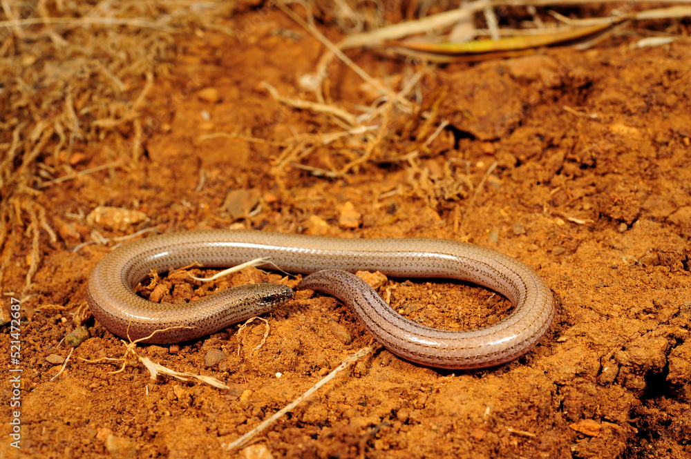 Greek snake skink // Gesprenkelter Schlangenskink (Ophiomorus punctatissimus) - Pylos, Peloponnese, Greece Greek snake skink // Gesprenkelter Schlangenskink (Ophiomorus punctatissimus) - Pylos, Peloponnese, Greece