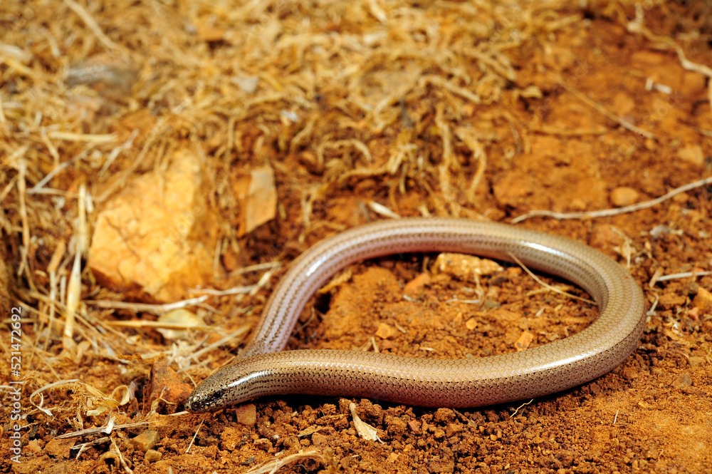 Gesprenkelter Schlangenskink // Greek snake skink (Ophiomorus punctatissimus) - Pylos, Peloponnese, Greece Gesprenkelter Schlangenskink // Greek snake skink (Ophiomorus punctatissimus) - Pylos, Peloponnese, Greece
