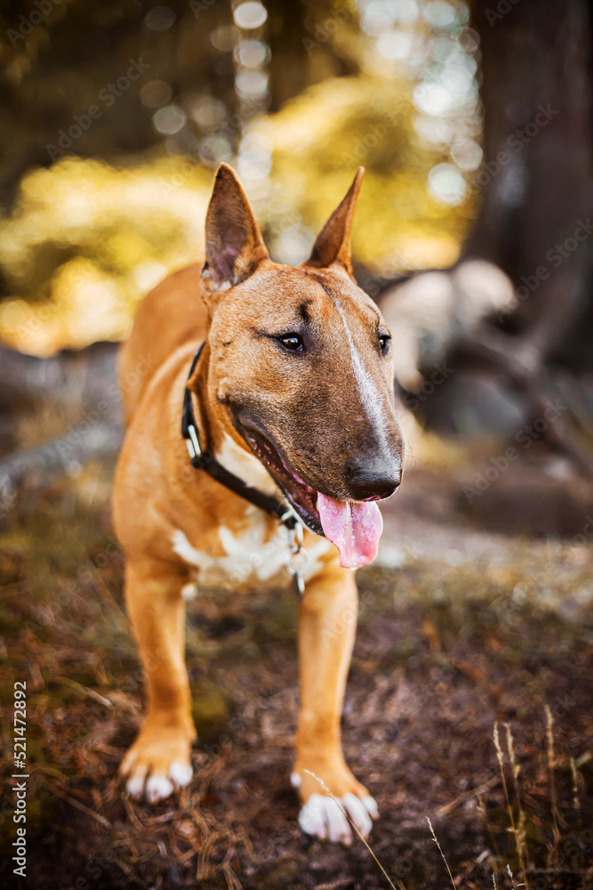 A beautiful ginger happy bull terrier walks in the park on a sunny autumn day. Walking with a pet.