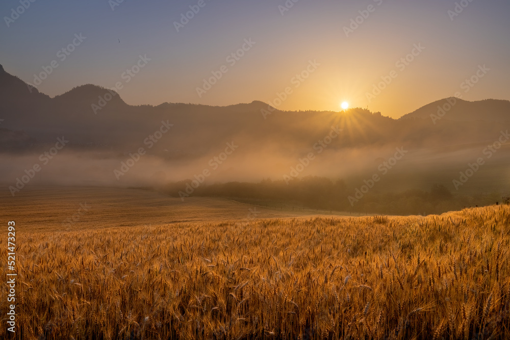 Lanscape view of rye field on the hill with foggy mountains in the background and at sunrise at sunrise