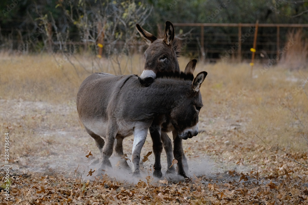 Miniature donkeys play in farm field during Texas winter.