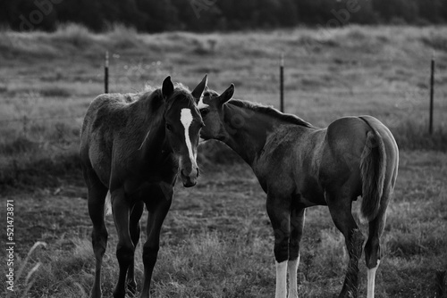 Foal horses on Texas ranch in rustic black and white during summer from pasture.