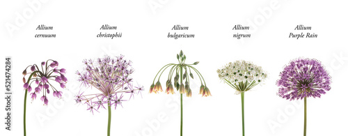 verschiedene Allium-Blüten mit Text