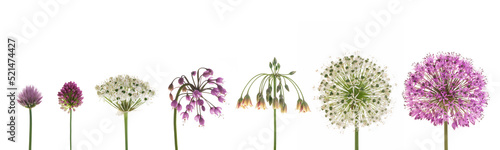 verschiedene Allium-Blüten
